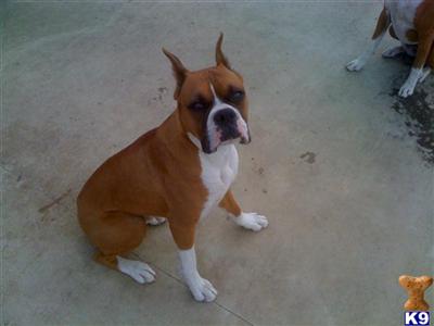 Stud Dogs in SC