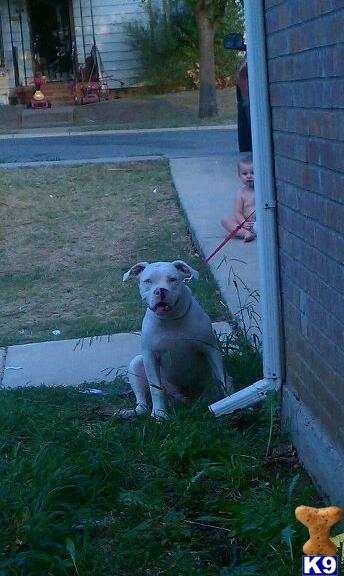 Stud Dogs - American Bulldog