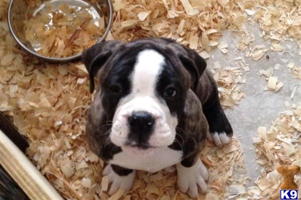 Old English Bulldog Puppies