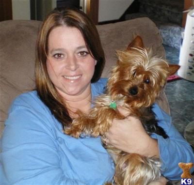 Stud Dogs - Yorkshire Terrier