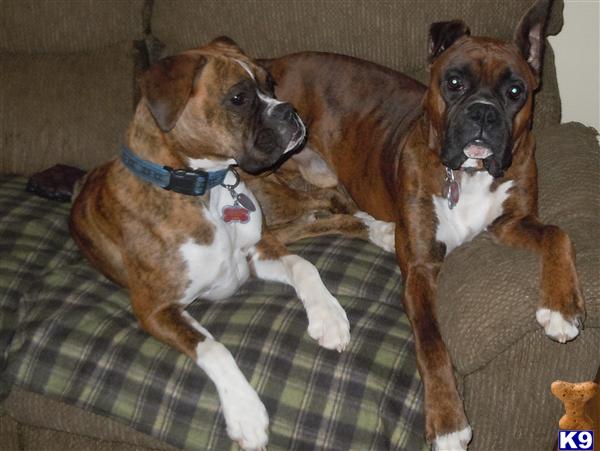 Stud Dogs - Boxer
