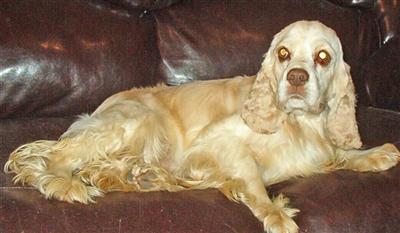 Dogs - Cocker Spaniel