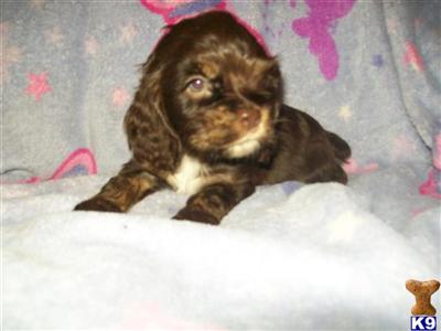 Puppies in Sumter