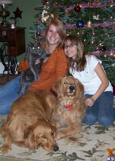Stud Dogs - Goldendoodles