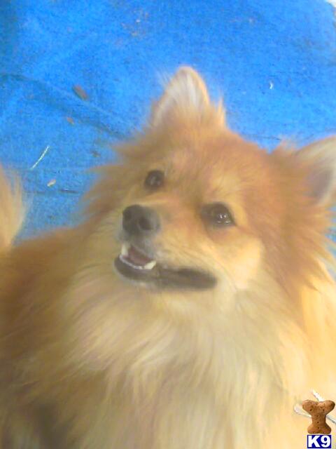 Stud Dogs - Pomeranian