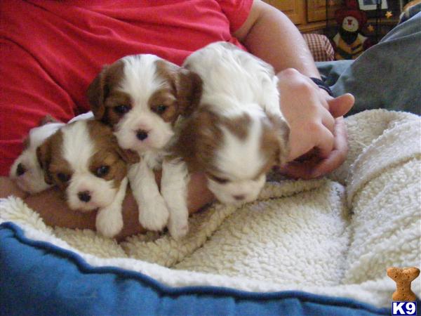 Puppies in Mesa