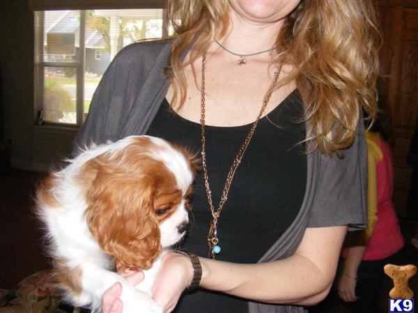 Puppies in Mesa