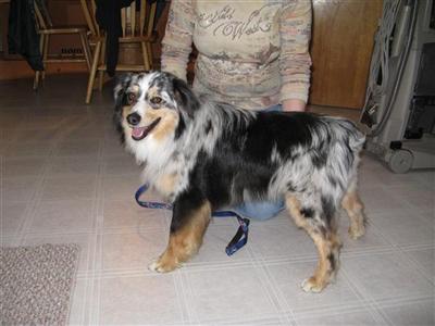 Dogs for Sale in SD