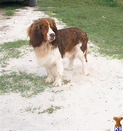Stud Dogs - English Springer Spaniel
