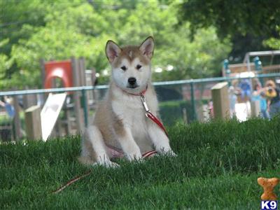 Puppies in RI