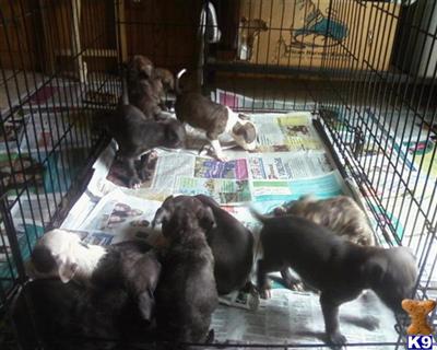 American Pit Bull Puppies in FL