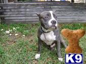 Stud Dogs in FL