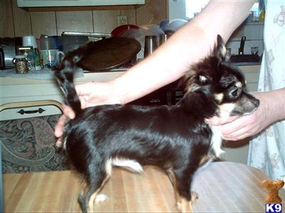 Stud Dogs - Chihuahua