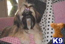 Shih Tzu Puppies in TX