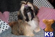 Shih Tzu Puppies in TX