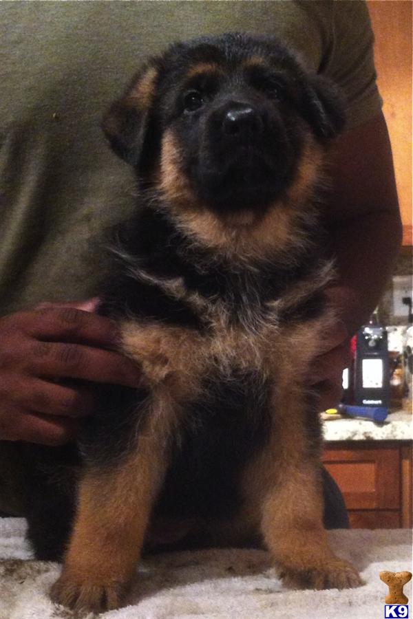 German Shepherd Puppies in FL