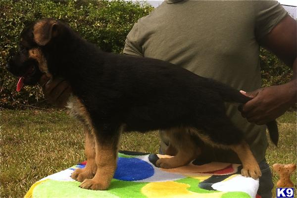 German Shepherd Puppies in FL