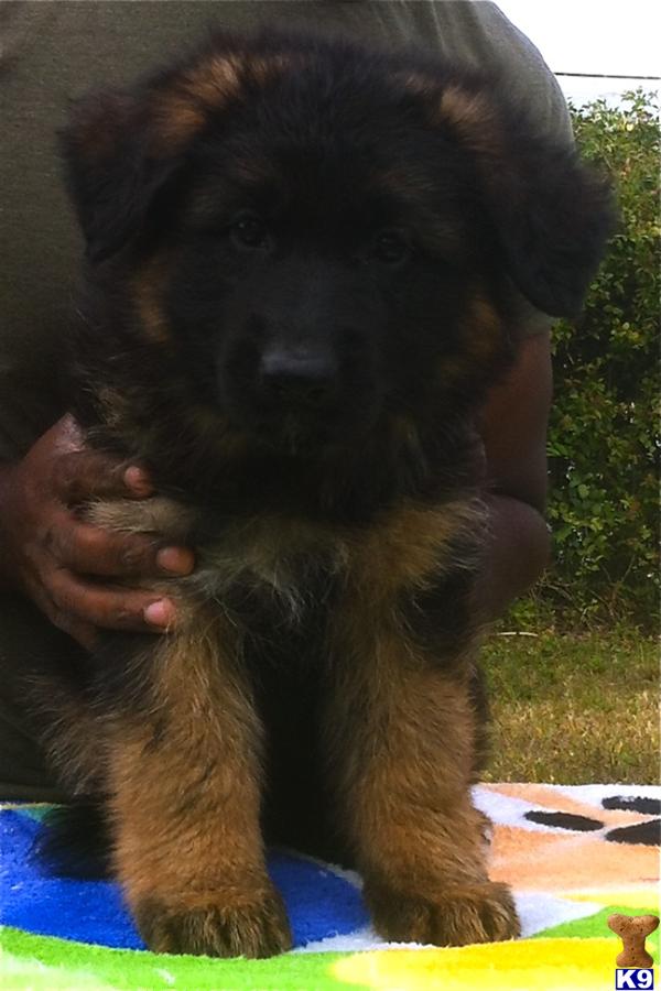 German Shepherd Puppies in FL