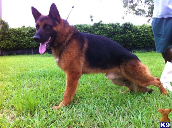 German Shepherd Puppies in FL