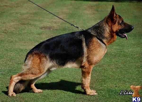 Stud Dogs - German Shepherd