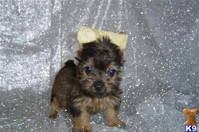 Yorkshire Terrier Puppies in FL