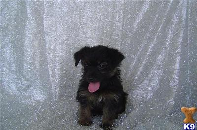 Yorkshire Terrier Puppies in FL