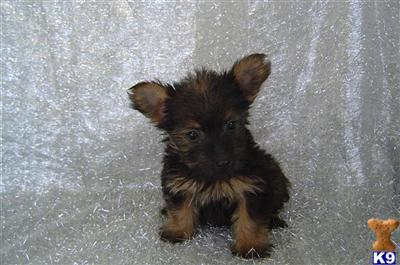 Yorkshire Terrier Puppies in FL