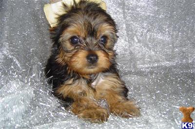 Yorkshire Terrier Puppies in FL