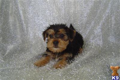 Yorkshire Terrier Puppies in FL