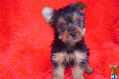 Yorkshire Terrier Puppies in FL