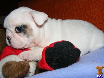 French Bulldog Puppies for Sale
