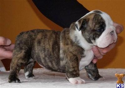 English Bulldog Puppies for Sale