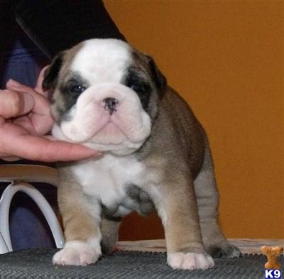English Bulldog Puppies for Sale