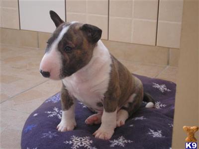Miniature Bull Terrier Puppies for Sale