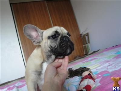 French Bulldog Puppies for Sale