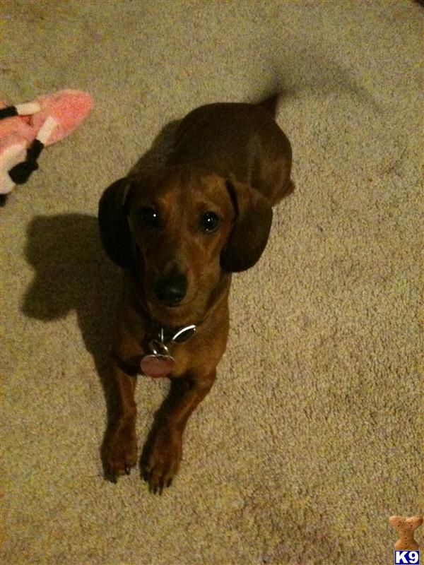 Stud Dogs - Dachshund