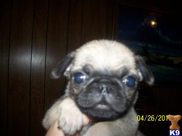 Puppies in Gastonia