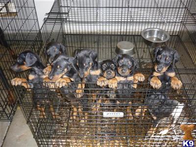 Doberman Pinscher Puppies for Sale