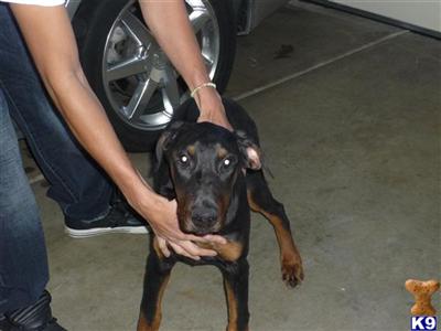 Puppies in Palmdale