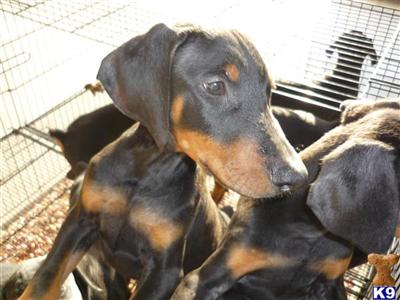 Dogs - Doberman Pinscher