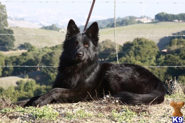 Stud Dogs - German Shepherd