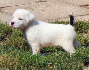Parson Russell Terrier Puppies for Sale