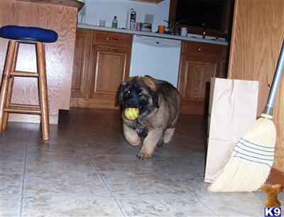 Leonbergers Puppies