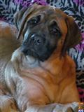 Mastiff
