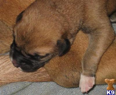 Puppies in WA