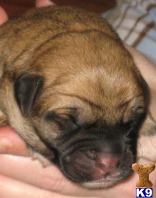 Puppies in WA