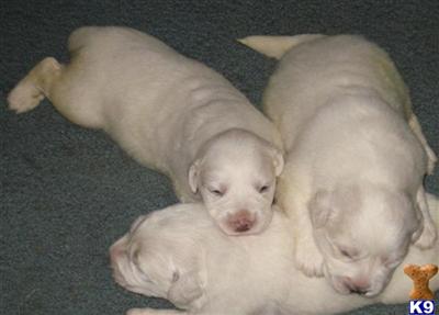 Puppies in WA