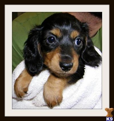 Puppies in MS
