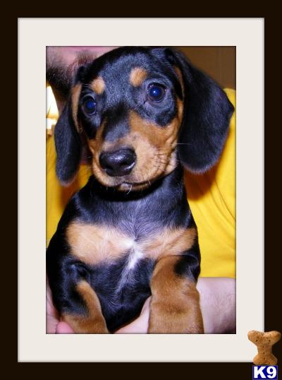 Puppies in MS