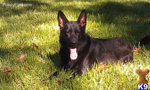 German Shepherd Puppies in NC